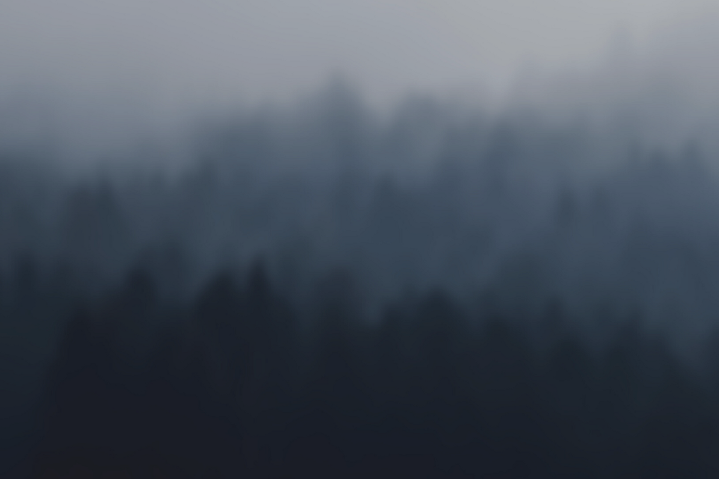 Blurred Forest Background 